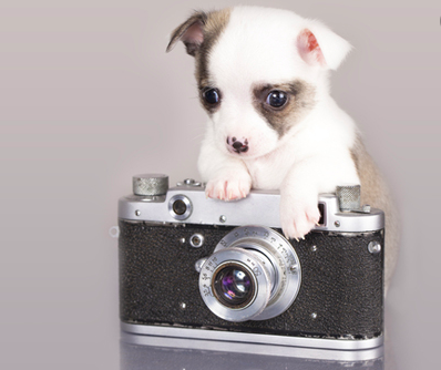 Dog with Camera